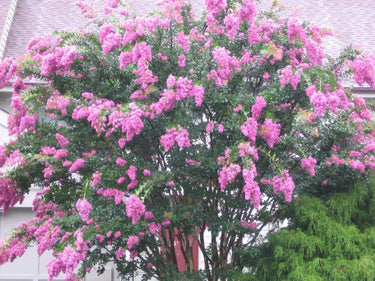 35 Light PINK CREPE MYRTLE Crape Tree Shrub Lagerstroemia Indica Flower Seeds